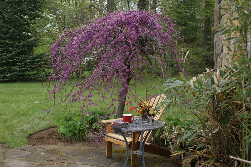 Cercis  'Lavender Twist'covey Halbfertigware