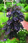 Cercis 'Ruby Falls' Halbfertigware'